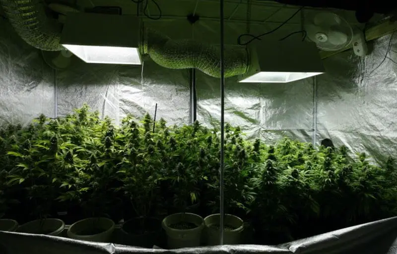 best Grow Tent