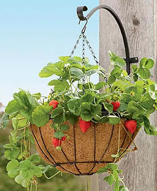 Hanging Strawberry Planter